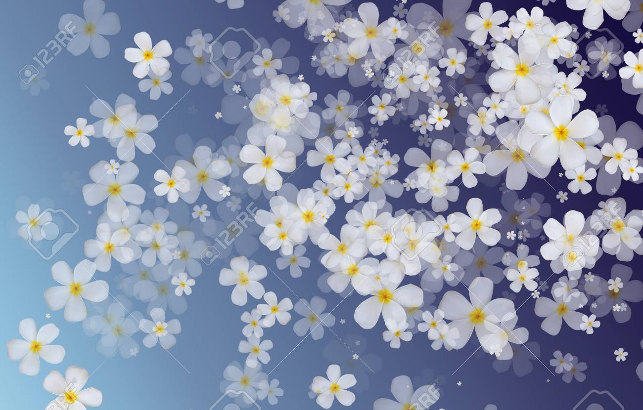 青のグラデーションに白いプルメリアやフランジパニの花の色の背景があります の写真素材 画像素材 Image