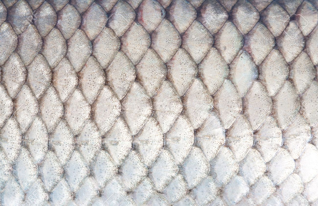 texture of fish scales close-up - 22230678 texture of fish scales close-up - 22230678