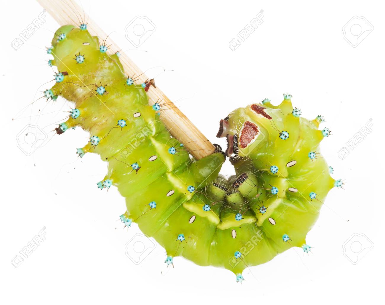 etiam-dictum-ipsum-a-felis