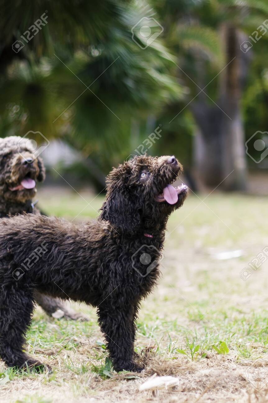 chocolate colored dogs