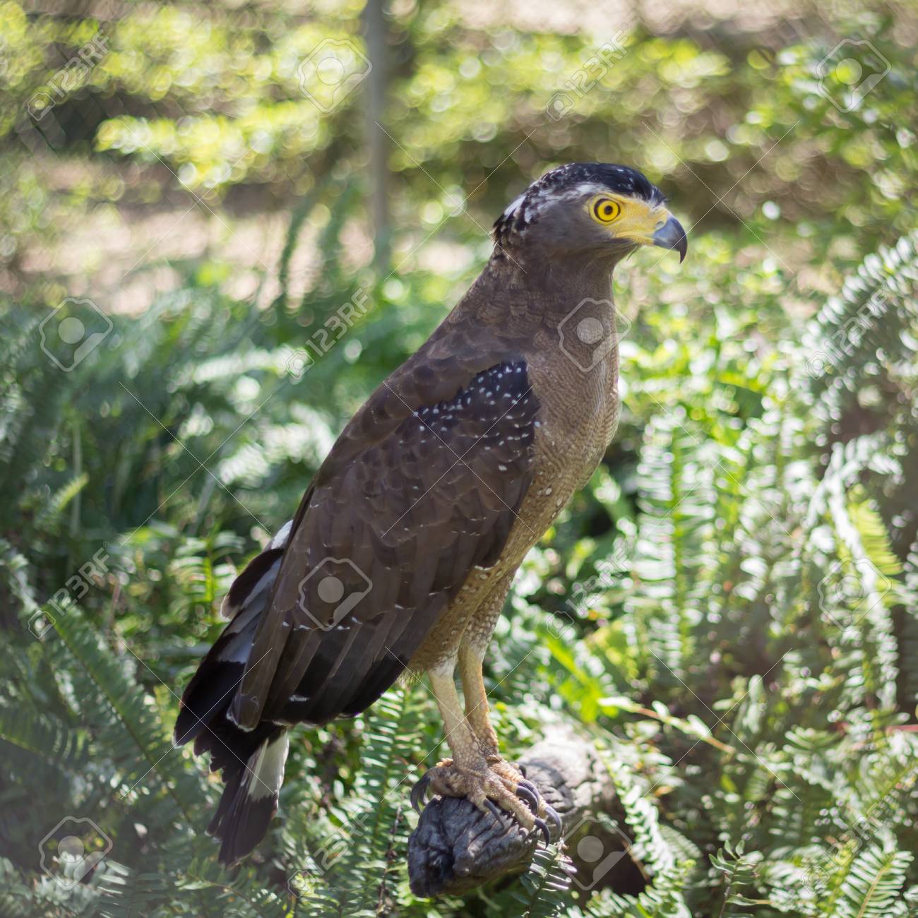 brown eagle sitting on