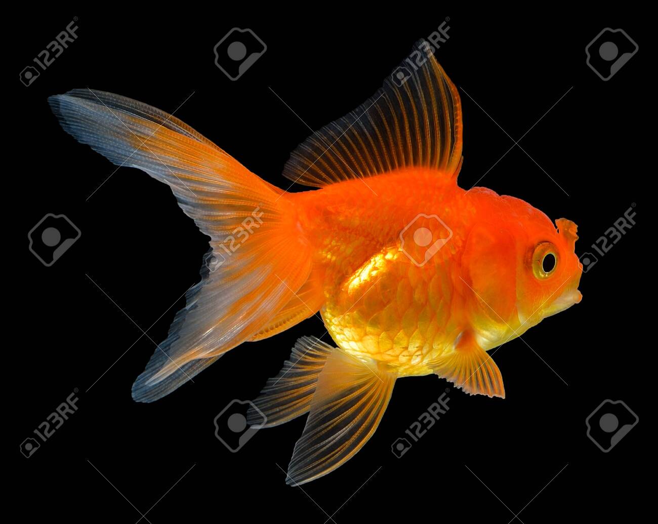 Gold Fish Isolated On Black Background Stock Photo Picture And