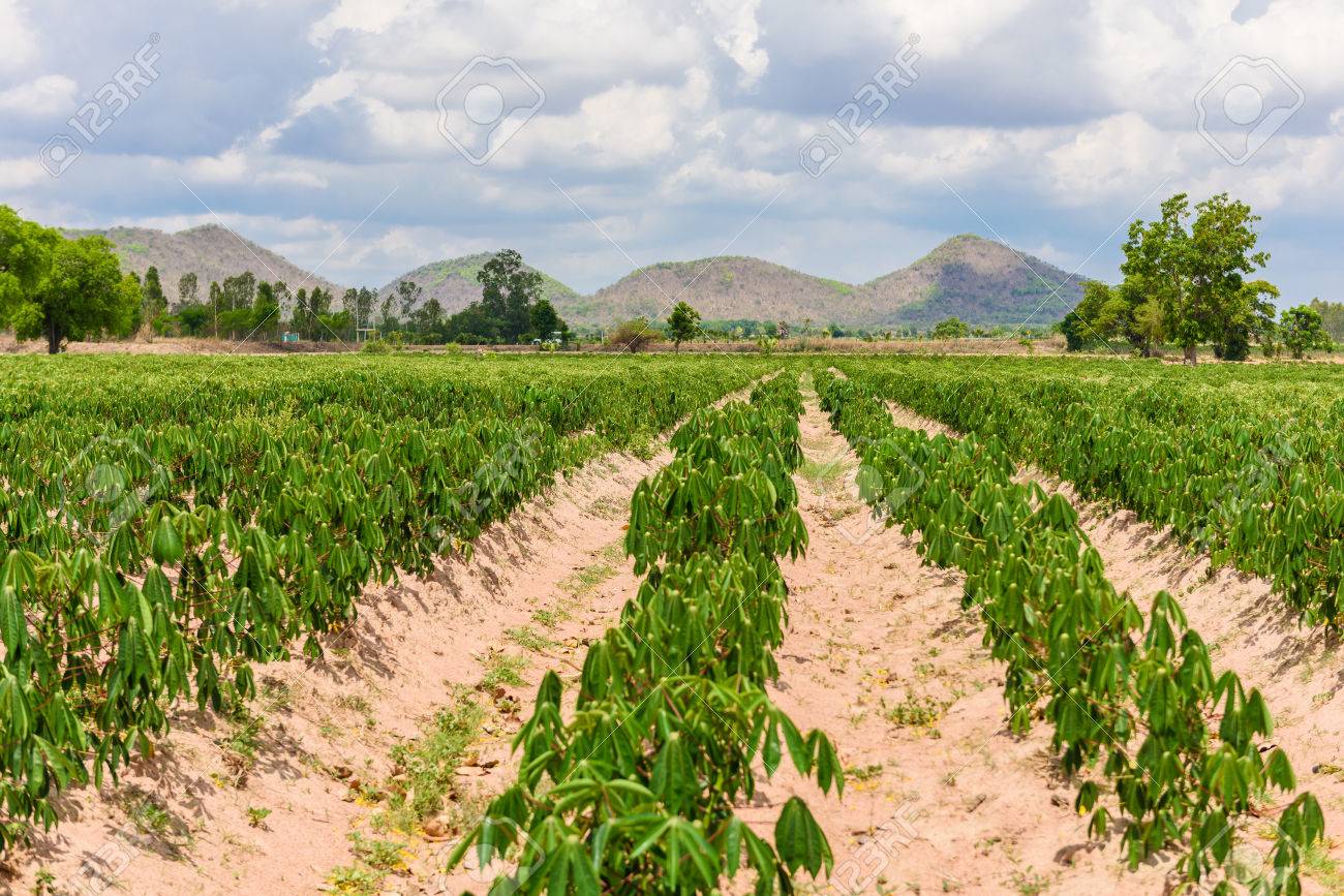 キャッサバ プランテーション農業 キャッサバ フィールドと山背景キャッサバ ツリーの行の成長 の写真素材 画像素材 Image 7649