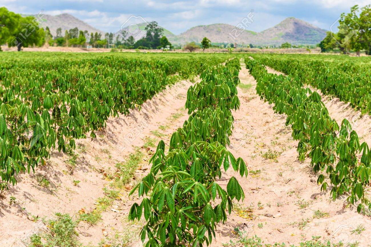 キャッサバ プランテーション農業 キャッサバ フィールドと山背景キャッサバ ツリーの行の成長 の写真素材 画像素材 Image