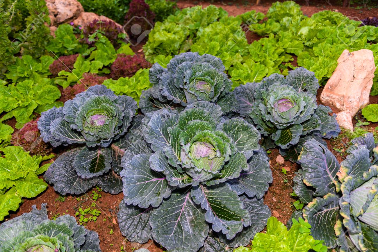 裏庭の正式な庭の野菜の庭のハーブ および野菜 環境にやさしいガーデニング の写真素材 画像素材 Image