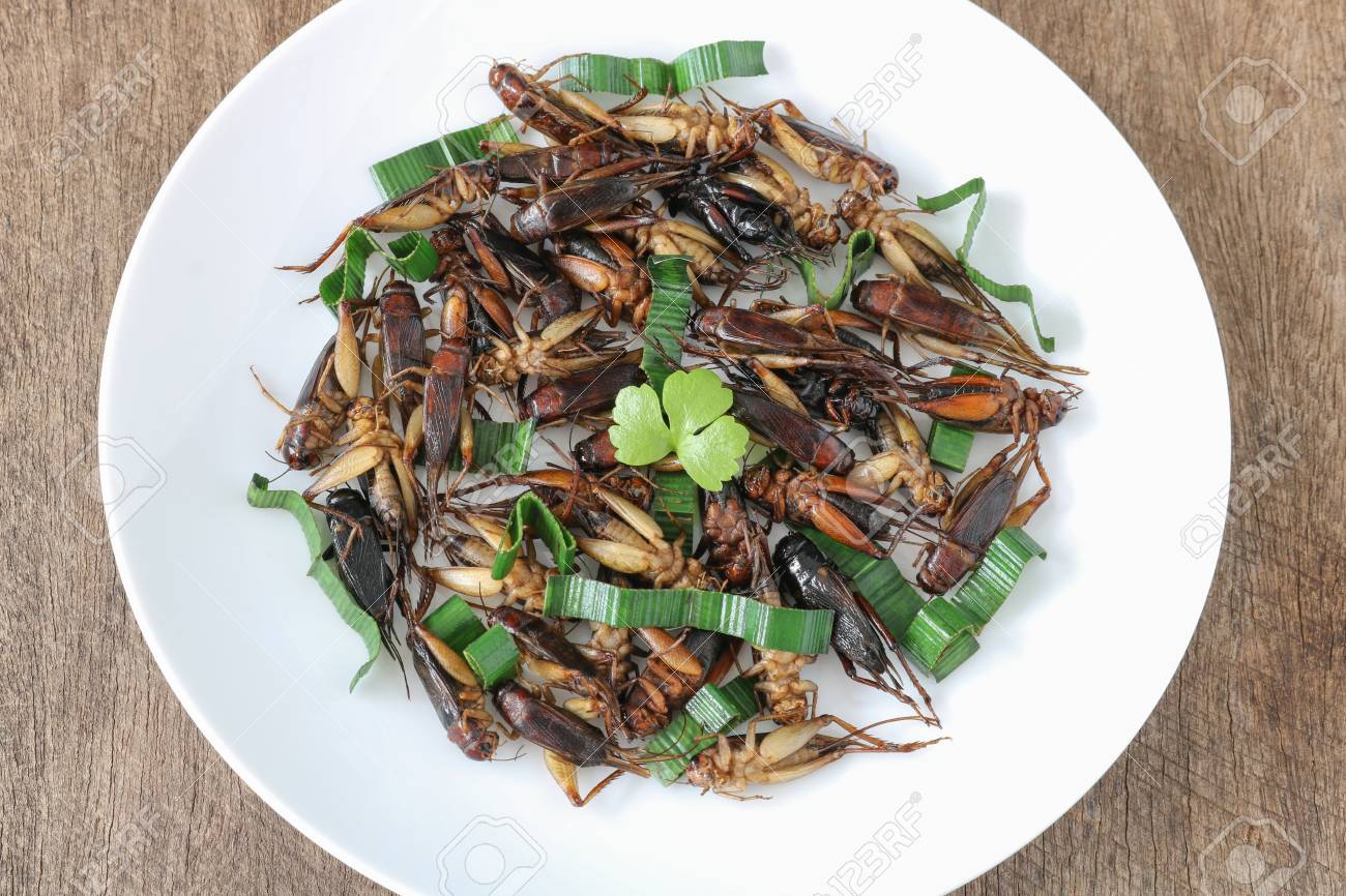 Insects food.Fried crickets with pandan top view.Crickets are rich protein and good fats.Insects are food future for all people - 111229446 Insects food.Fried crickets with pandan top view.Crickets are rich protein and good fats.Insects are food future for all people - 111229446