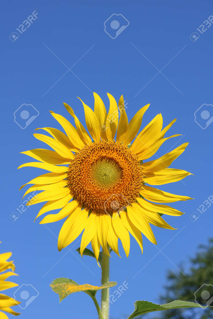 Beautiful sunflower close up at field in Thailand.Sunflower seeds promotes cardiovascular health.Sunflower oil improving skin health - 155230121 Beautiful sunflower close up at field in Thailand.Sunflower seeds promotes cardiovascular health.Sunflower oil improving skin health - 155230121
