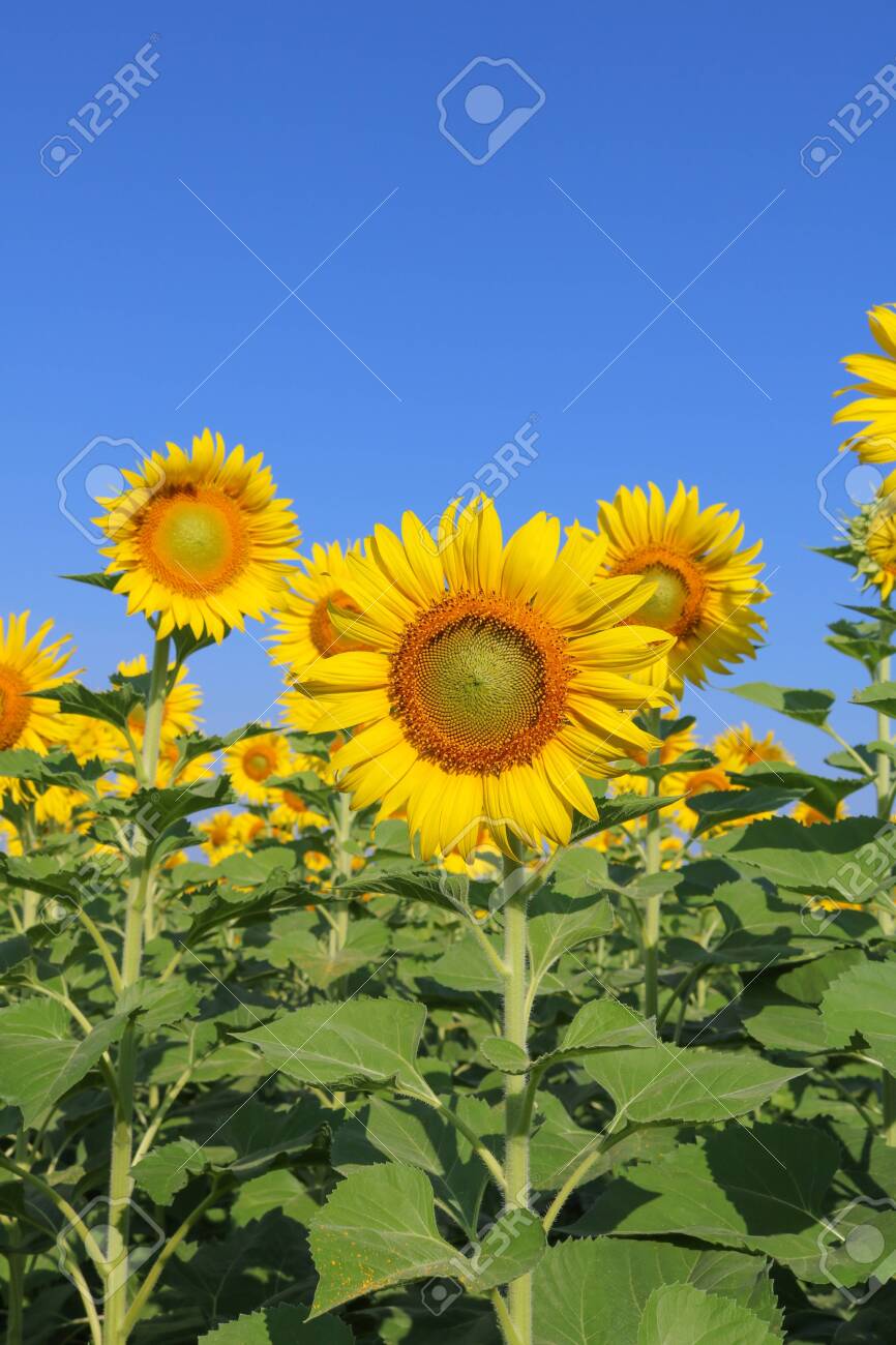 Beautiful sunflower close up at field in Thailand.Sunflower seeds promotes cardiovascular health.Sunflower oil improving skin health - 155230456 Beautiful sunflower close up at field in Thailand.Sunflower seeds promotes cardiovascular health.Sunflower oil improving skin health - 155230456