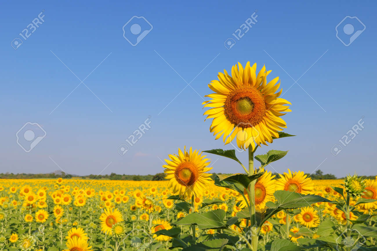 Beautiful sunflower at field in Thailand.Sunflower seeds promotes cardiovascular health.Sunflower oil improving skin health - 155230649 Beautiful sunflower at field in Thailand.Sunflower seeds promotes cardiovascular health.Sunflower oil improving skin health - 155230649