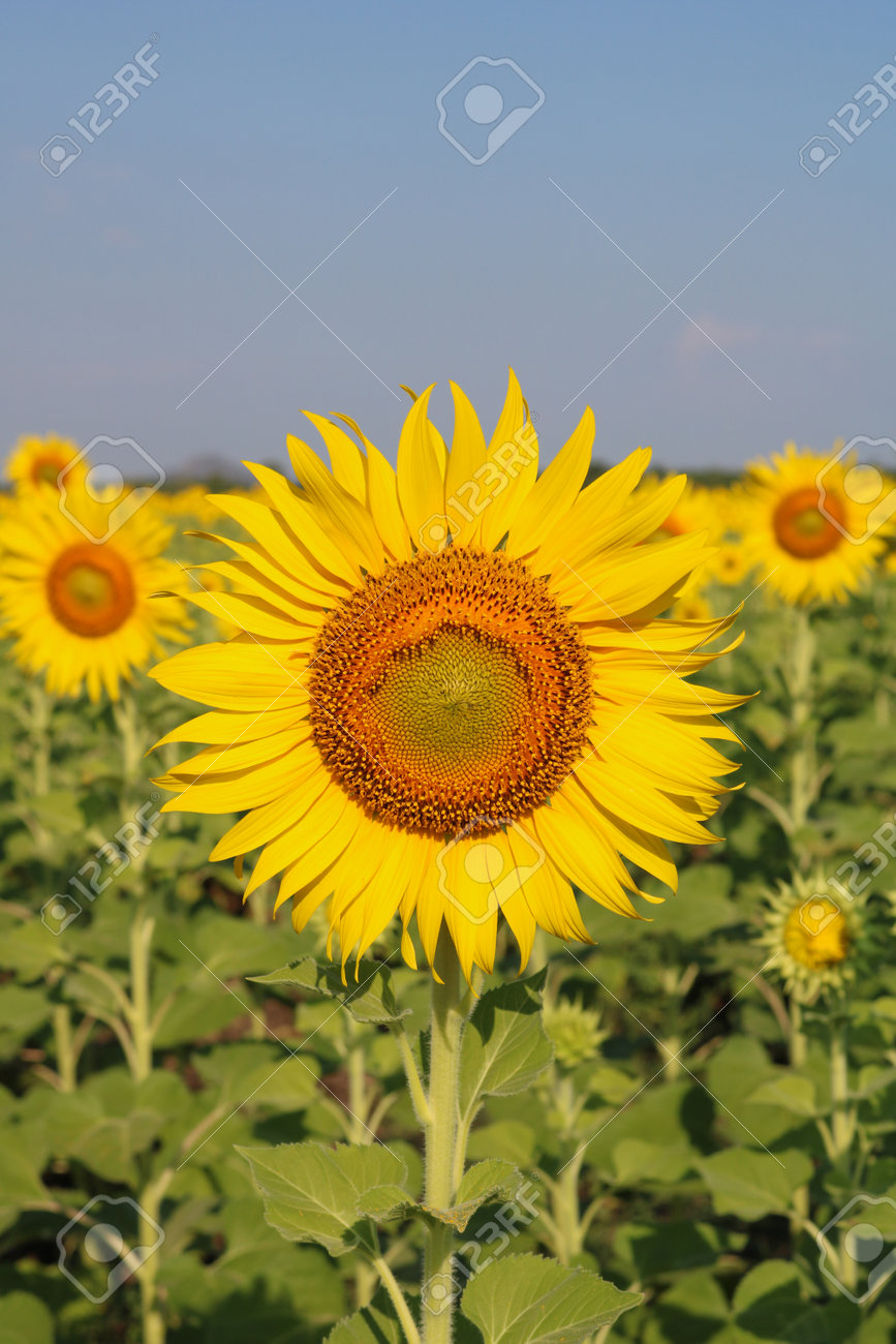Beautiful sunflower close up at field in Thailand.Sunflower seeds promotes cardiovascular health.Sunflower oil improving skin health - 156426449 Beautiful sunflower close up at field in Thailand.Sunflower seeds promotes cardiovascular health.Sunflower oil improving skin health - 156426449