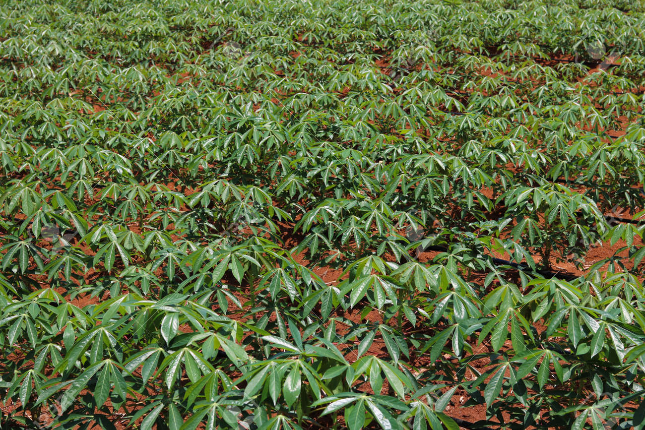 Manioc planting under drip irrigation system - 163461324 Manioc planting under drip irrigation system - 163461324