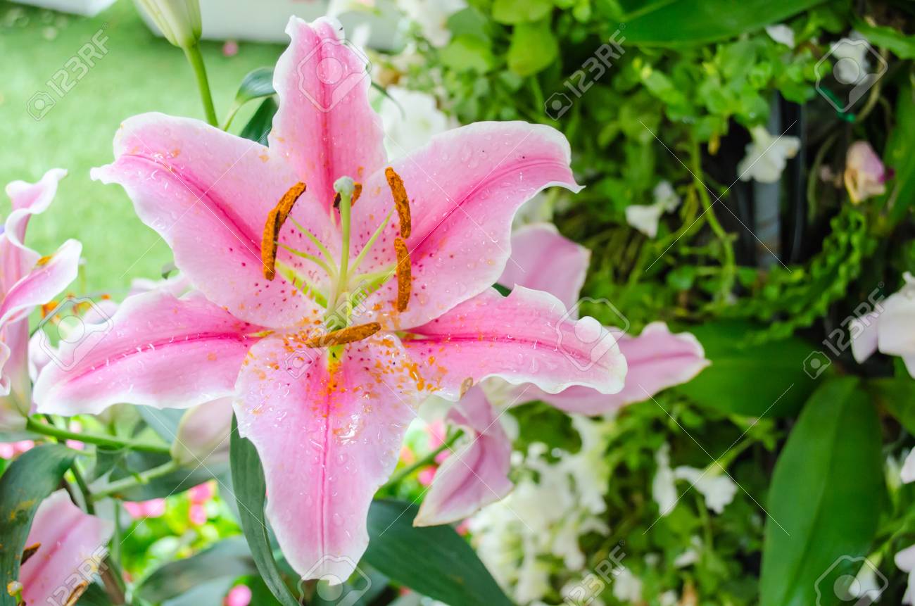 スターゲイザーのユリの花 の写真素材 画像素材 Image