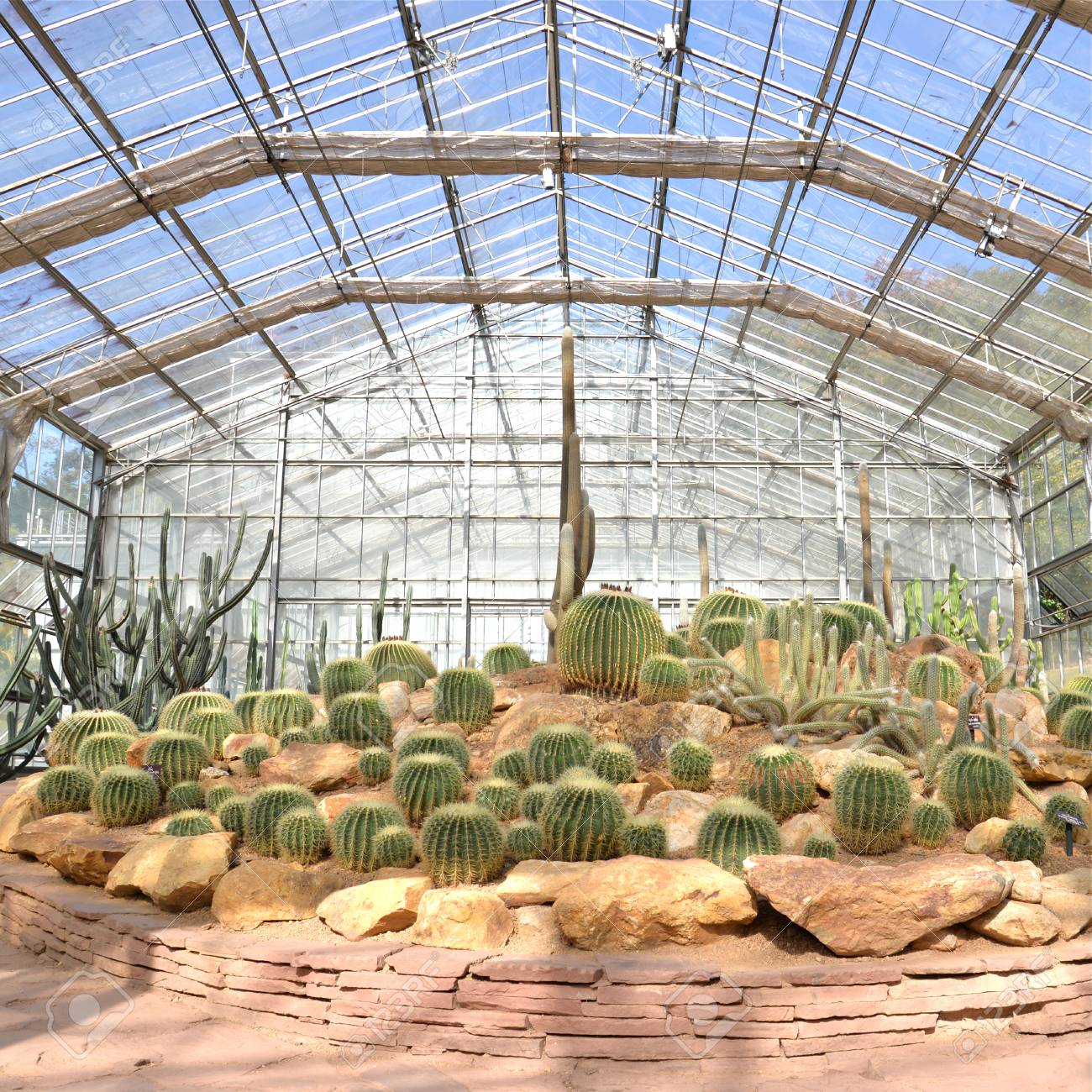 Barrel Cactus In The Greenhouse At Botanic Garden Chiang Mai - 