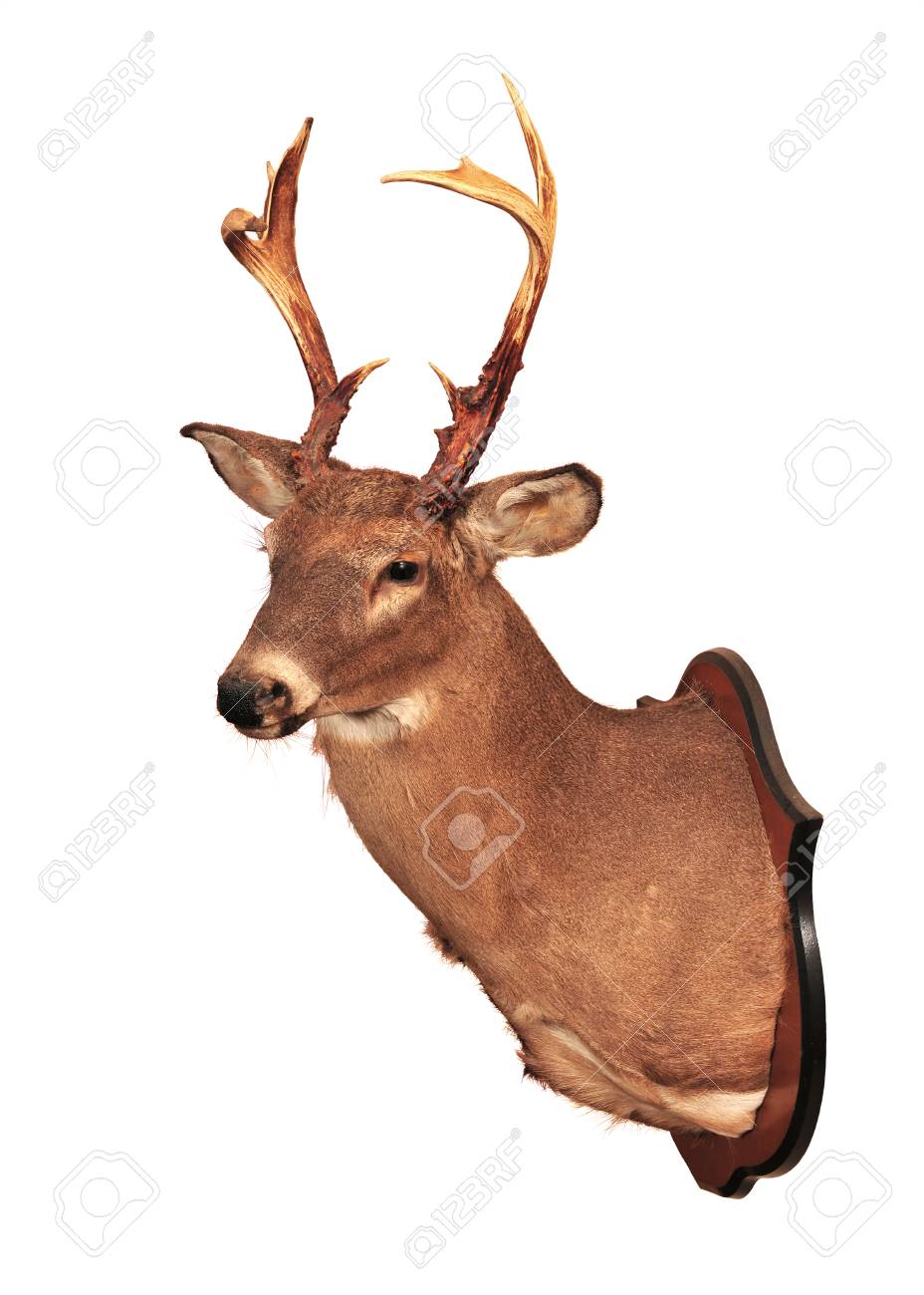 stuffed stag head