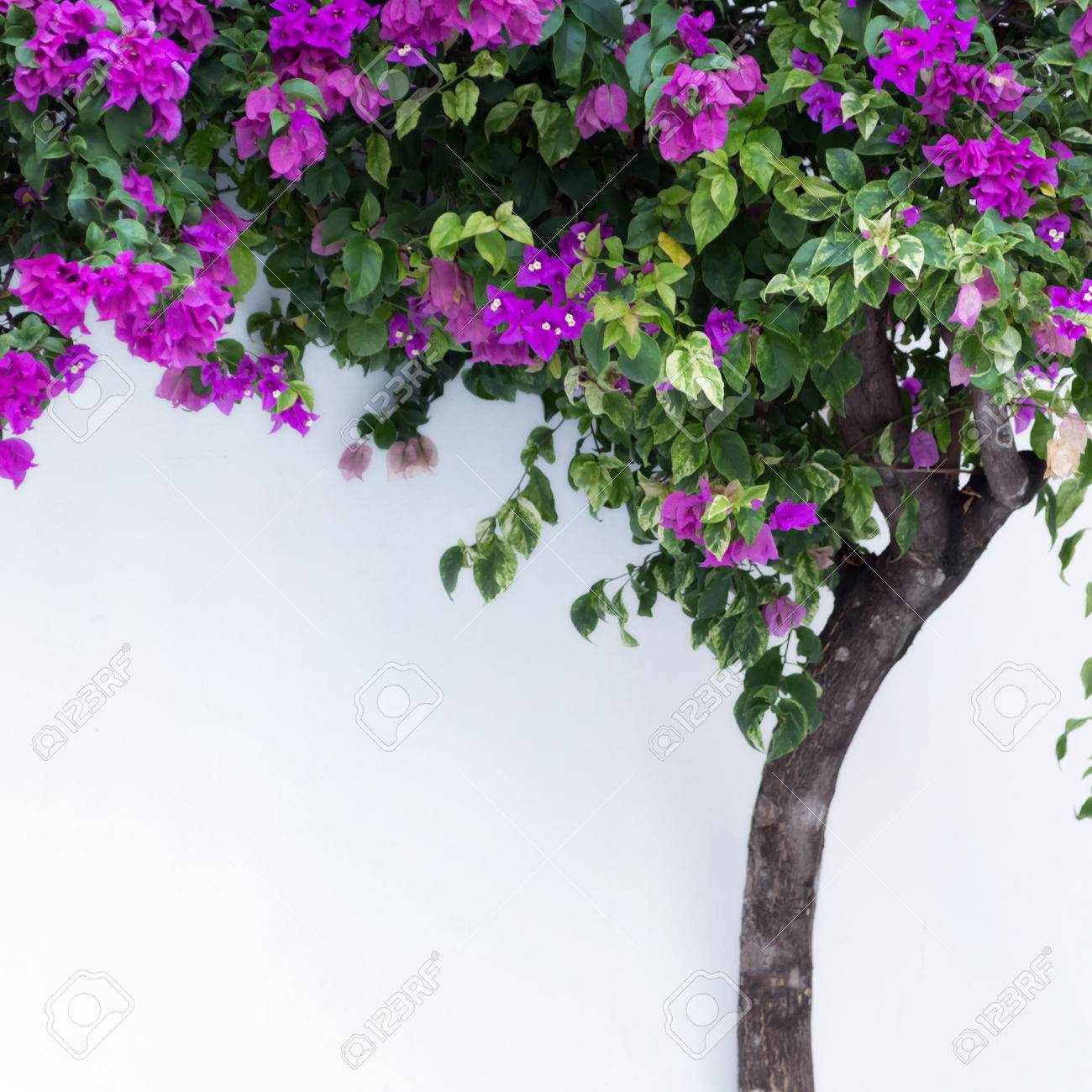 ピンクのブーゲンビリア 白い壁にツタ の写真素材 画像素材 Image 2711