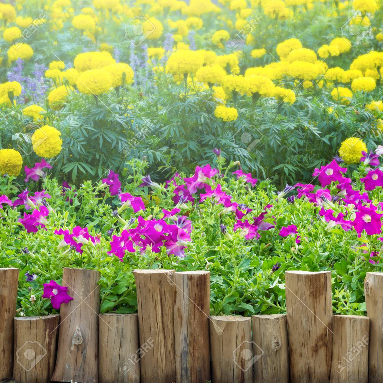 庭でペチュニアの花紫 ピンクと黄色のマリーゴールドに沿って木製のフェンス の写真素材 画像素材 Image 庭でペチュニアの花紫 ピンクと黄色のマリーゴールドに沿って木製のフェンス の写真素材 画像素材 Image