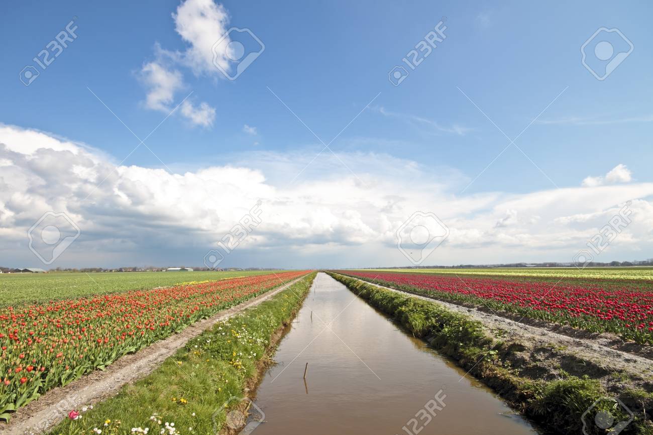 typical dutch landscape in springtime with tulipfields stock photo