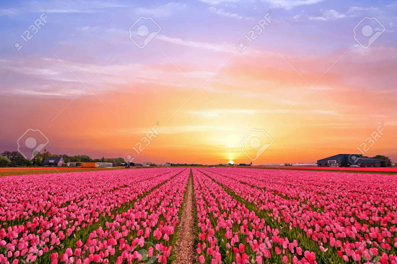 Tulip Fields In The Countryside From The Netherlands In Spring At Sunset  Stock Photo, Picture and Royalty Free Image. Image 80183078., image size:1300x865