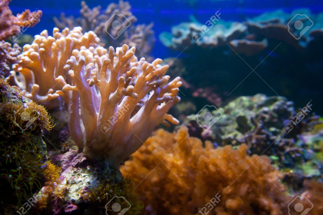 Underwater Life Coral Reef Fish Colorful Plants In Ocean Stock Underwater Life Coral Reef Fish Colorful Plants In Ocean Stock
