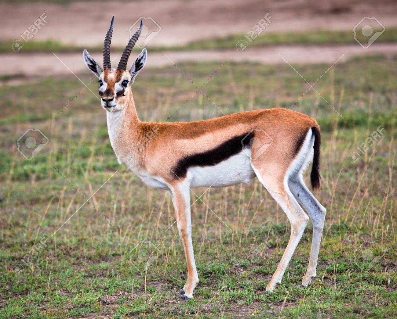 Thomson S Gazelle On Savanna In Africa Safari In Serengeti Tanzania Stock Photo Picture And Royalty Free Image Image