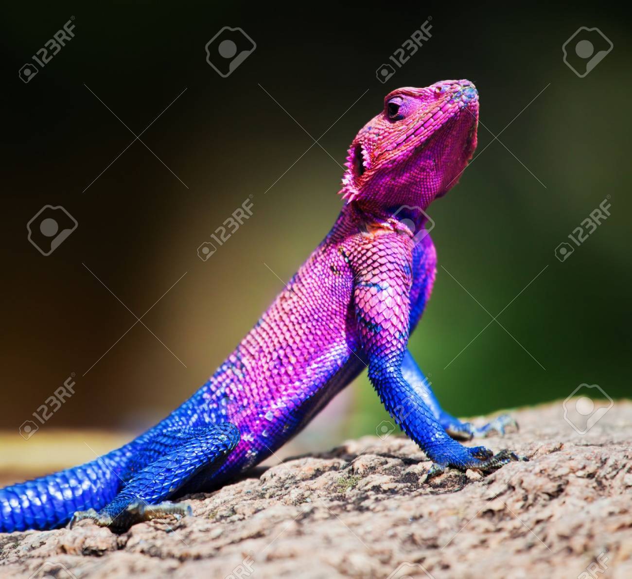 ムワンザ フラット頭岩アガマトカゲ アフリカのセレンゲティ タンザニア の写真素材 画像素材 Image