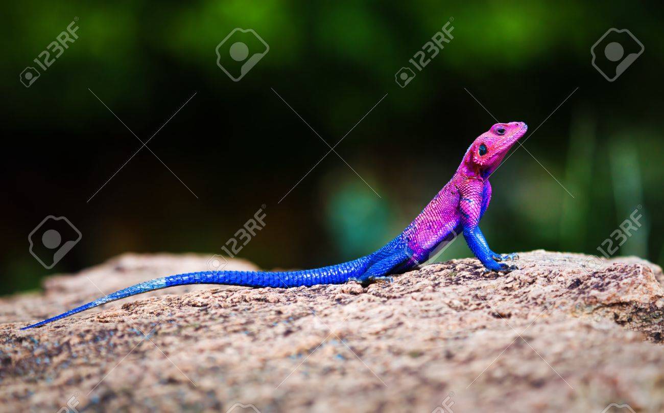 ムワンザ フラット頭岩アガマトカゲ アフリカのセレンゲティ タンザニア の写真素材 画像素材 Image