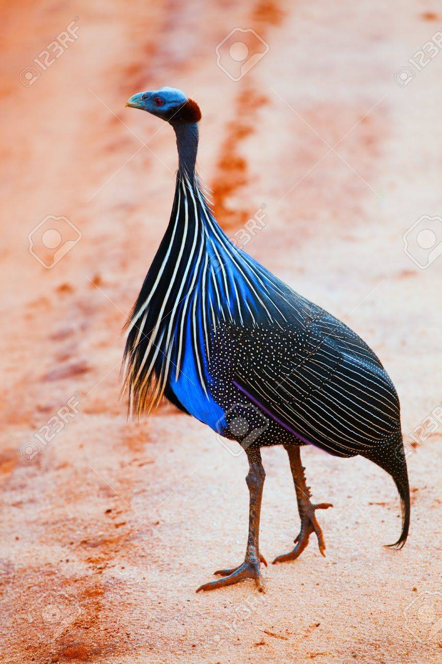 The Vulturine Guineafowl Portrait Safari In Tsavo West Kenya