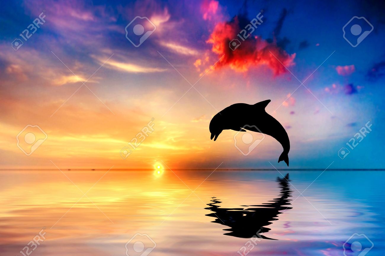 日没の美しい静かな海 ドルフィン ジャンプ シルエット の写真素材 画像素材 Image
