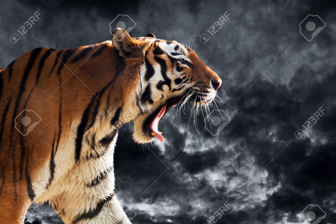 tiger side view roar