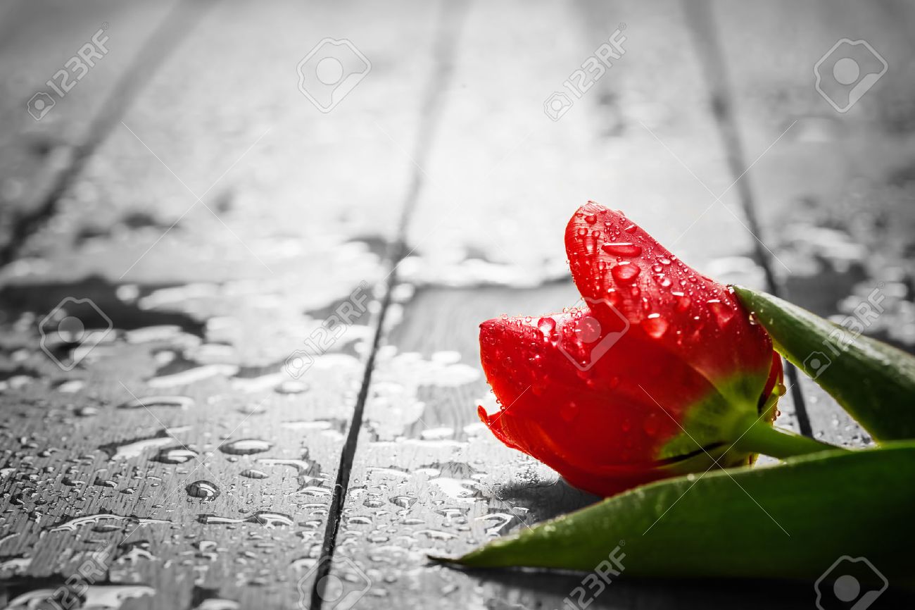 Become a drop of dew in front of the Sun Become a drop of dew in front of the Sun
