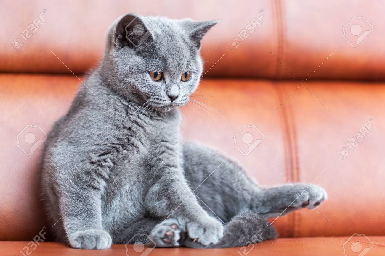 Young Cute Cat Resting On Leather Sofa The British Shorthair