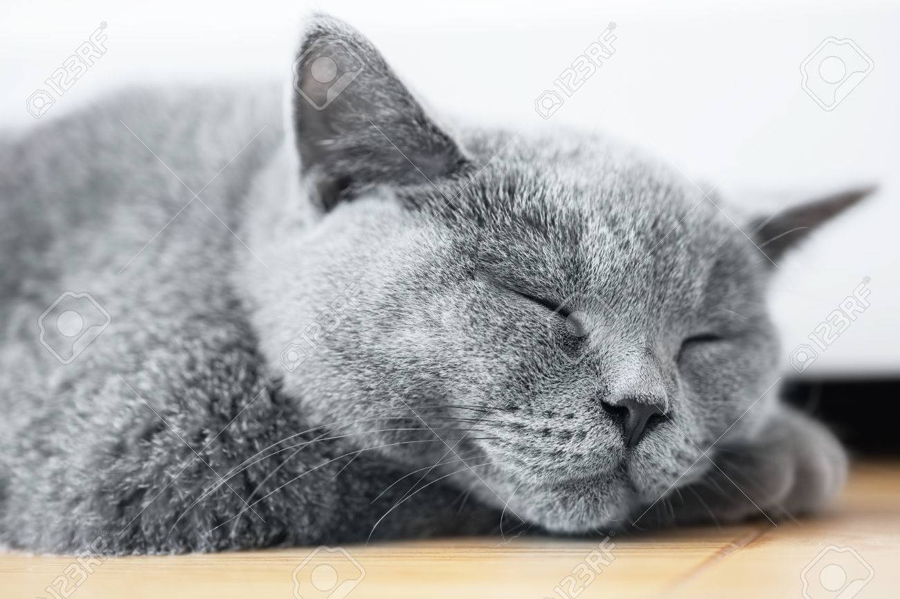 Young Cute Cat Sleeping On Wooden Floor The British Shorthair