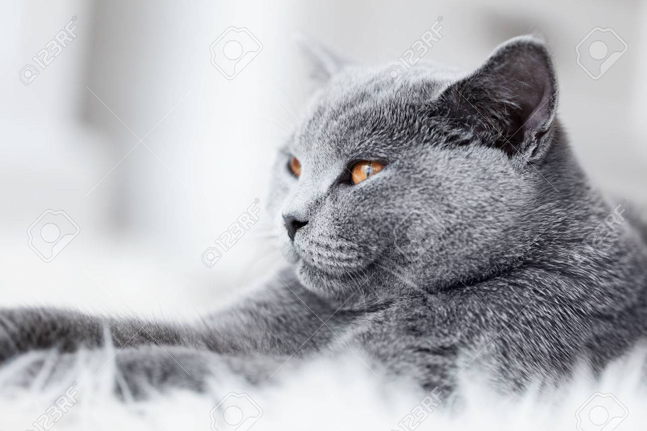Young Cute Cat Close Up Portrait The British Shorthair Pedigreed