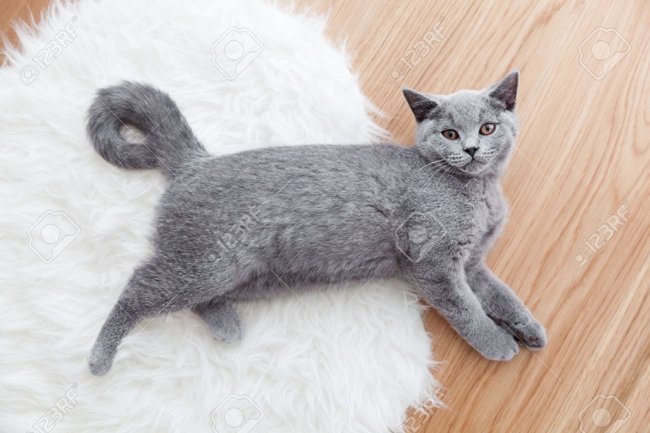 gray cute cat