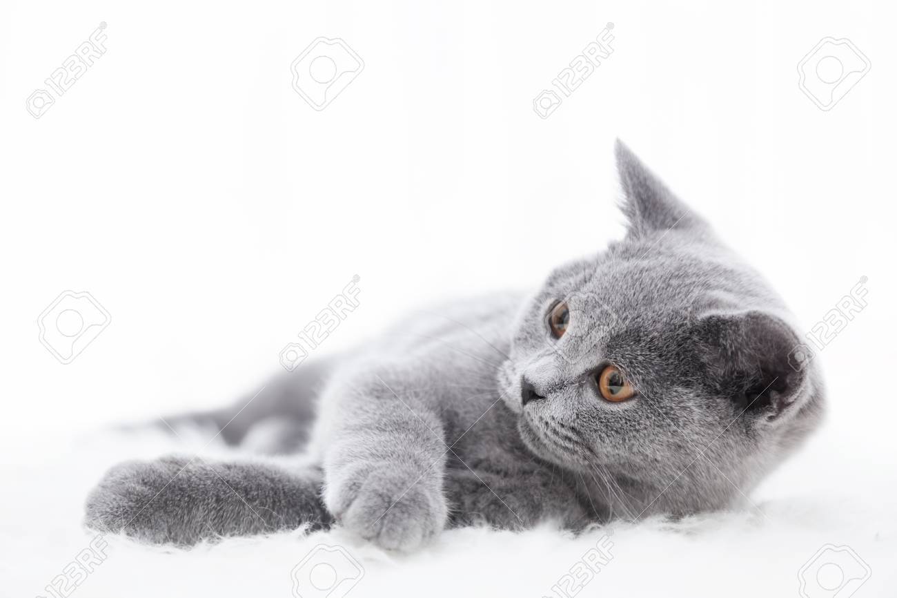 Young Cute Cat Playing On White Fur The British Shorthair
