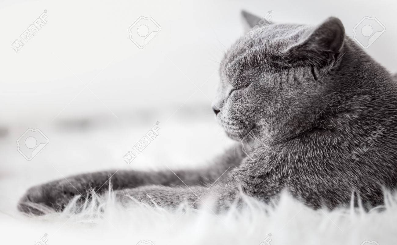 Young Cute Cat Sleeping On Cosy White Fur The British Shorthair