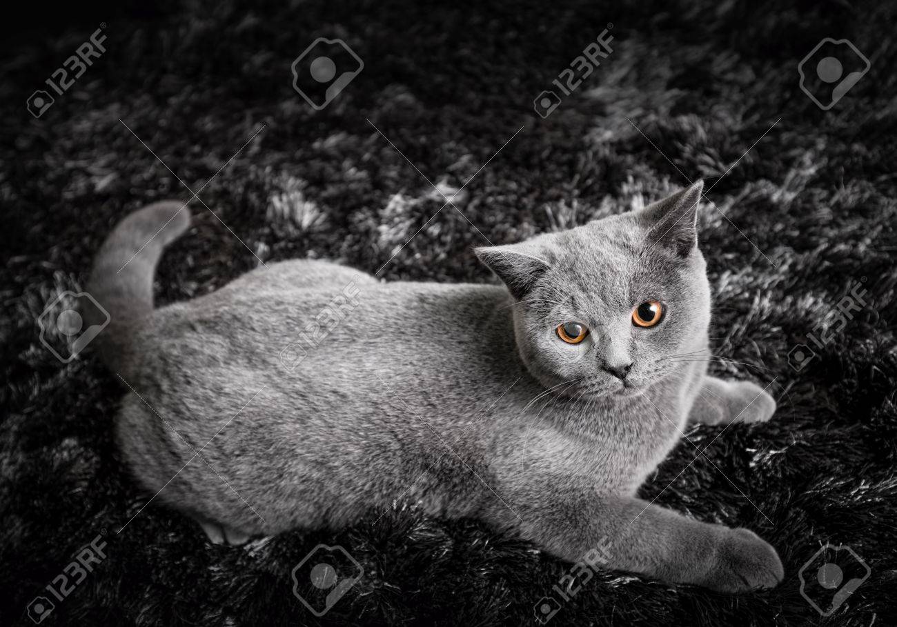 Chat Adorable Avec Gingembre Yeux Orange Couché Sur Un Tapis Noir Et Blanc Le Chaton British Shorthair Pédigrée