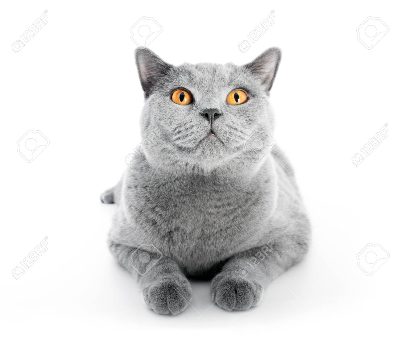British Shorthair Cat Isolated On White Lying Wide Angle Stock