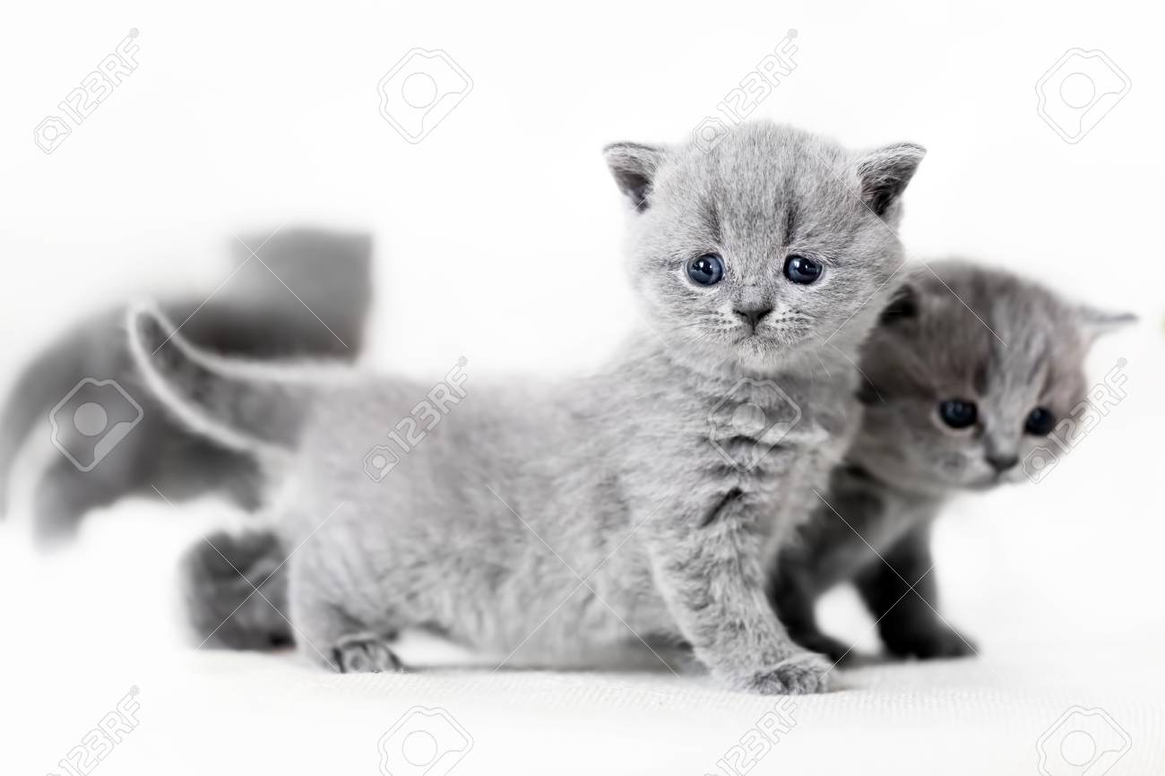 Deux Bebes Chats Gris Aux Yeux Bleus Debout Ensemble Sur Fond Blanc Les Chats Domestiques British Shorthair Banque D Images Et Photos Libres De Droits Image