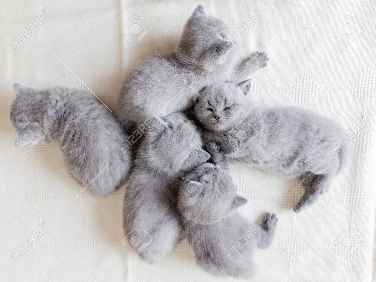 Couple Of Adorable Fluffy Kittens Sleeping Together Shot From