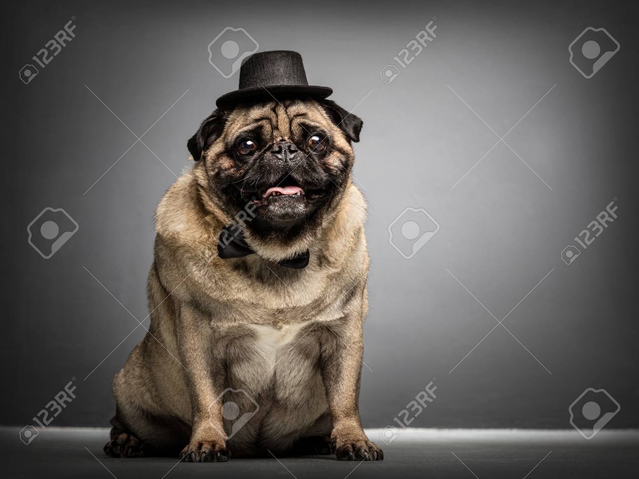 beige funny pug dog in a black hat and black bowtie on grunge