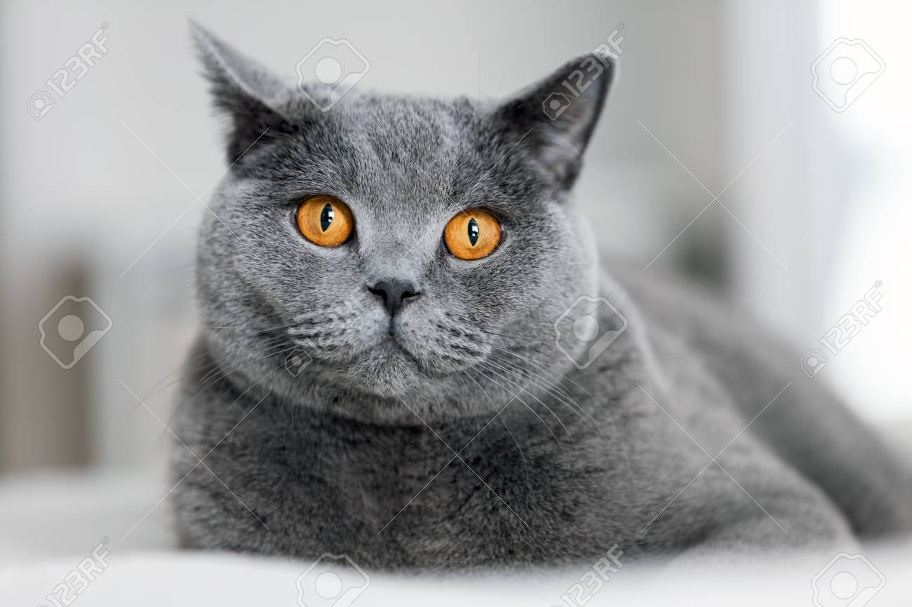 Cute Grey Cat Laying On The Sofa British Shorthair Cat Domestic