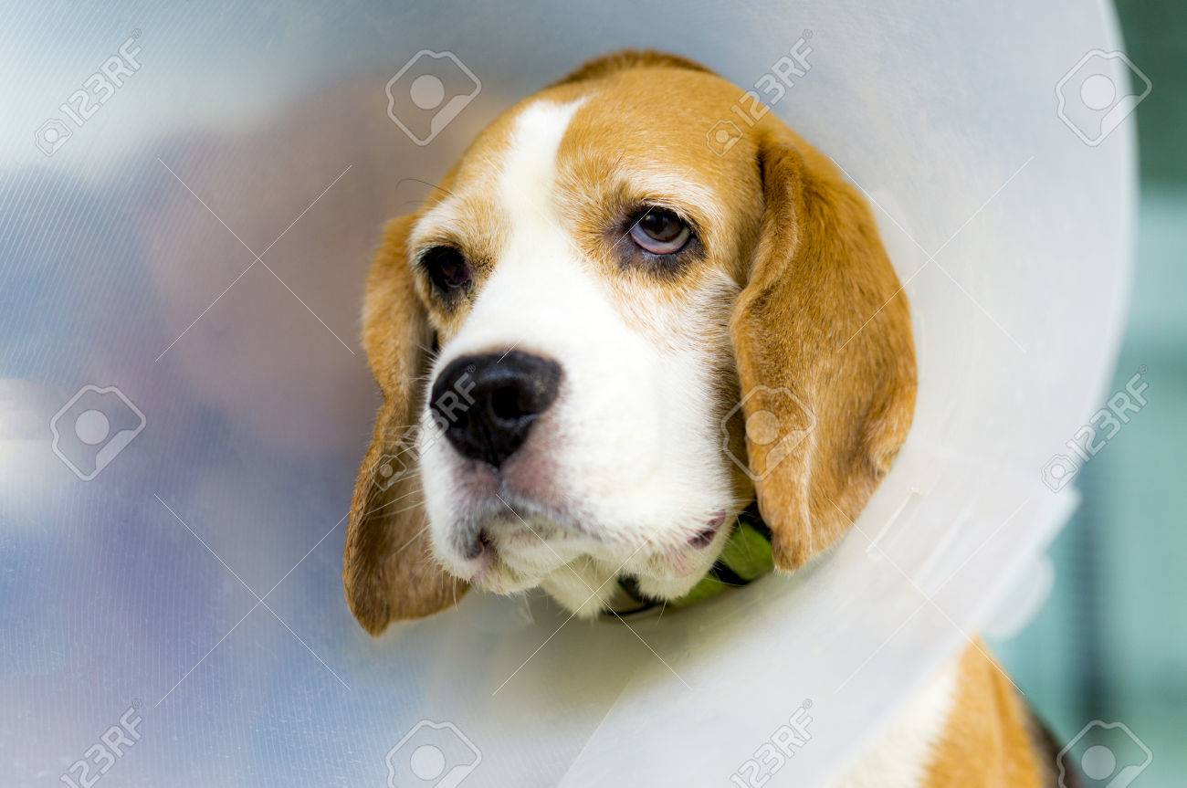 ビーグル犬と獣医首輪保護 の写真素材 画像素材 Image ビーグル犬と獣医首輪保護 の写真素材 画像素材 Image