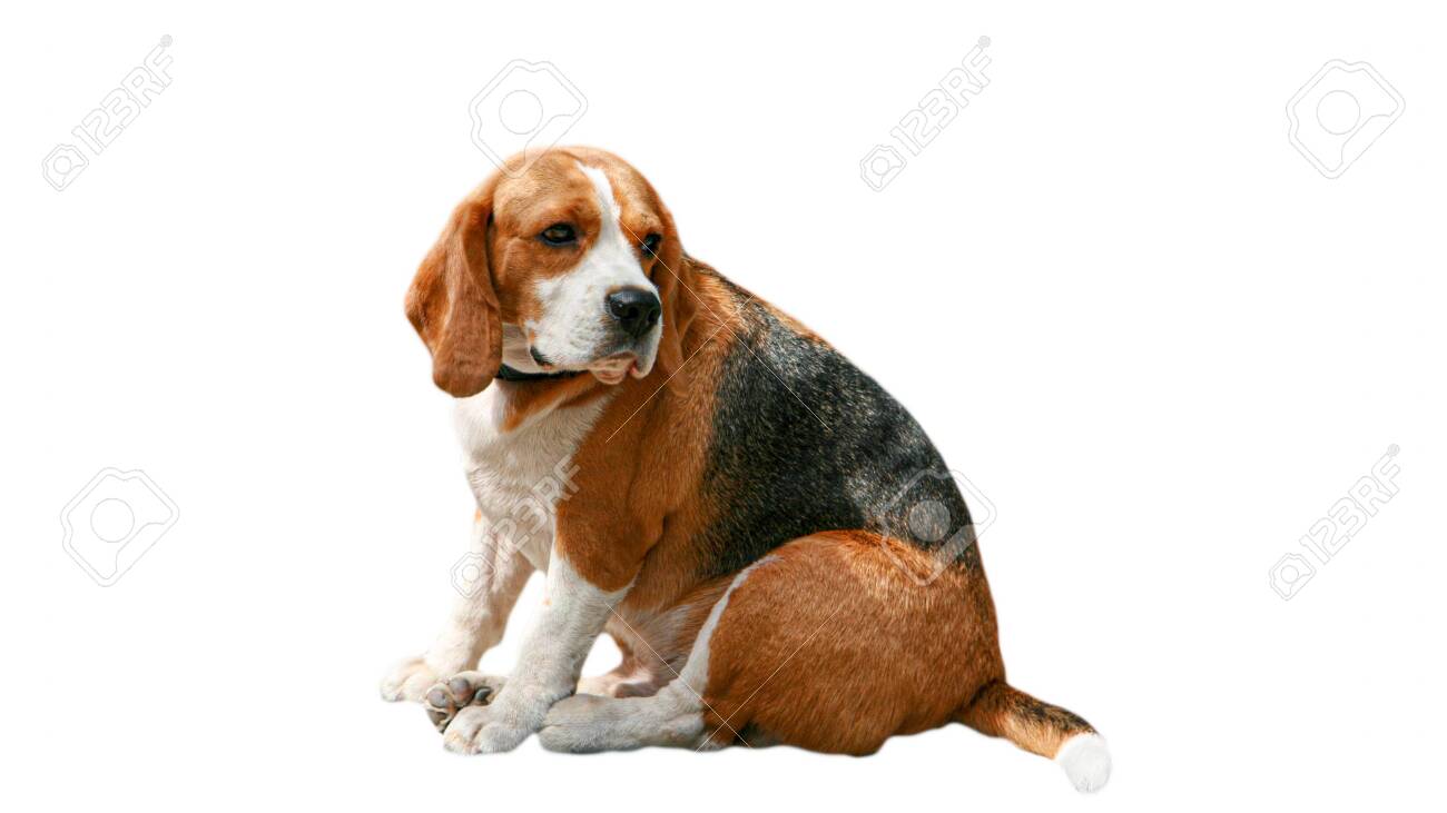 pedigree for beagle
