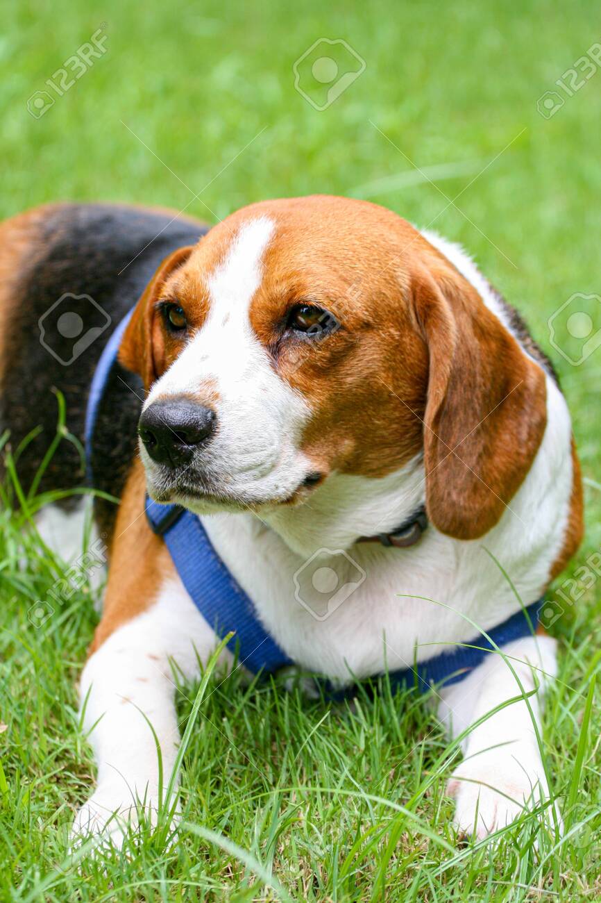 pedigree for beagle