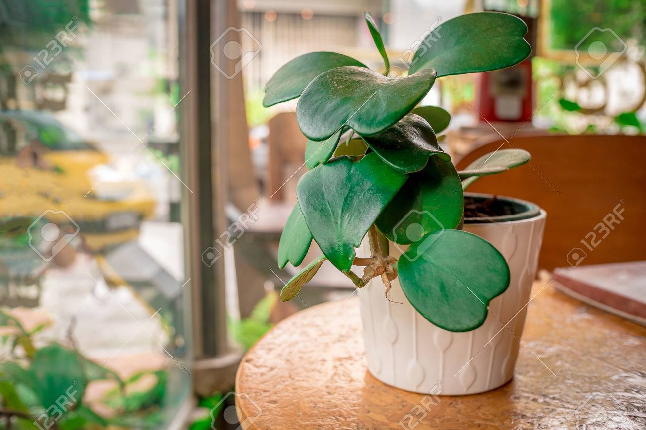 カランコエは 木製のテーブルの上の鉢植え植物の葉 の写真素材 画像素材 Image
