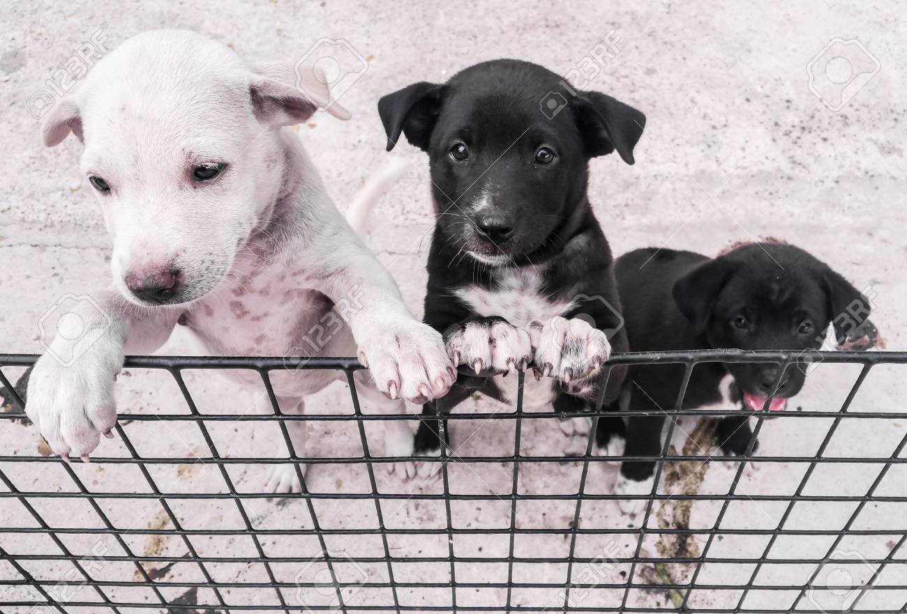 道路子犬の黒と白の子犬子犬のスタンド の写真素材 画像素材 Image 4977 道路子犬の黒と白の子犬子犬のスタンド の写真素材 画像素材 Image 4977