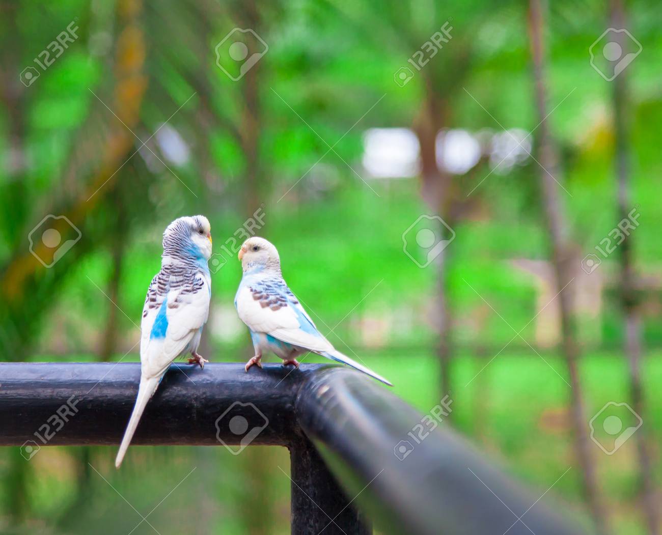 lovebird dating
