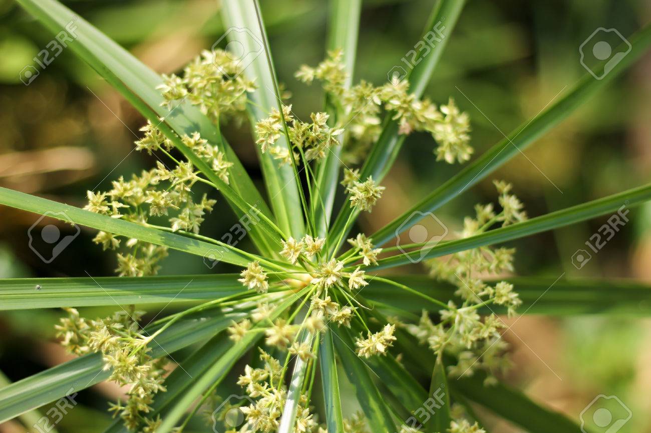 パピルスの花のクローズ アップ の写真素材 画像素材 Image