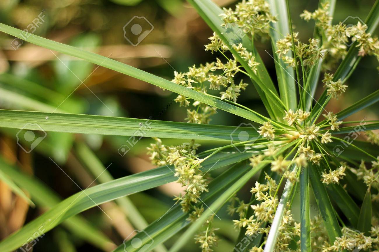 パピルスの花のクローズ アップ の写真素材 画像素材 Image